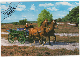 Groeten Uit Ommen - (Overijssel, Nederland) - Nr. 662 - Paardenspan, Wagen , Klederdracht - Ommen