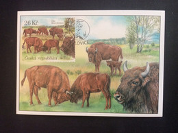 2021 Carte Maximum  Nature Réserve De Milovice  Bison Bonasus - Andere & Zonder Classificatie