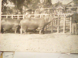 BUDAPEST Hungary - ZOO Zoological Gardens, Hippopotamus IPPOPOTAMO N1913   IL3382 - Nijlpaarden