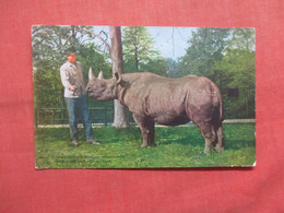Zoo Keeper NY Zoo. Two Horned African  Rhinoceros   Ref  5404 - Rhinoceros