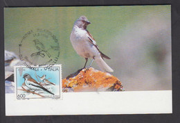 ITALY, CARTE MAXIMUM, BIRDS-Montifringila Nivalis + - Cernícalo