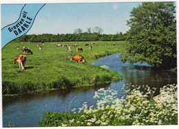Groeten Uit Daarle - (Hellendoorn, Overijssel, Nederland) - Nr. 721 - Beekje, Wei Met Koeien - Hellendoorn