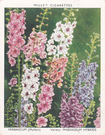 39 Verbascum  - Garden Flowers New Varieties 2nd 1938 - Original Wills Cigarette Card - L Size 6x8 Cm - Wills
