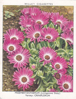 23 Livingstone Daisy  - Garden Flowers New Varieties 2nd 1938 - Original Wills Cigarette Card - L Size 6x8 Cm - Wills