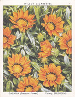 13 Gazania - Garden Flowers New Varieties 2nd 1938 - Original Wills Cigarette Card - L Size 6x8 Cm - Wills