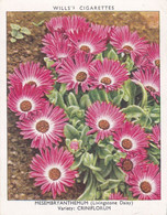 23 Mesembryanthemum - Garden Flowers New Varieties 2nd 1938 - Original Wills Cigarette Card - L Size 6x8 Cm - Wills