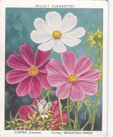 8 Cosmos Sensation Mixed - Garden Flowers New Varieties 2nd 1938 - Original Wills Cigarette Card - L Size 6x8 Cm - Wills