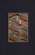 Zébrures  Zèbres  TIM DAVIS/STONE - Zebras