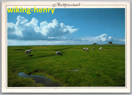 Friesland - Nordfriesland 2   Weidende Schafe - Nordfriesland
