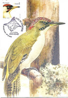 Portugal - Maximum Card 2007 :   European Green Woodpecker  -  Picus Viridis - Climbing Birds