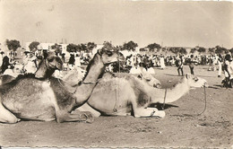 Cpsm Niger  Niamey Champ De Foire - Niger