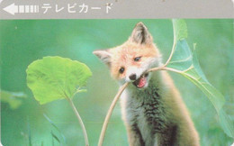 Rare Carte JAPON - ANIMAL - RENARD - FOX JAPAN Prepaid TV Television Card - FUCHS - 173 - Non Classificati