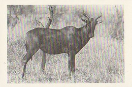 Mozambique ** & Postal, Images Of Africa, Fauna, Wildebeest Cambaco Edition (5555) - Mozambique