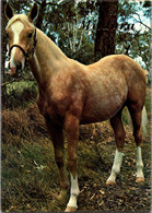 (3 E 39) Australia - VIC - Mlidura  Horse  - Cheval - Chevaux
