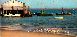Massachusetts Cape Cod Gulls Boats & Town Wharf - Cape Cod