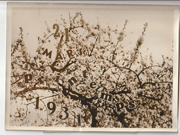 Photo De Presse Le 21 Mars 1931 BERLIN Cerisier En Fleurs, Printemps - Wide World Photos - New-York Times (A235) - Bäume