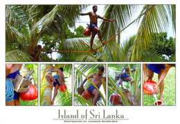Sri Lanka Postcards, Toddy Tapper, People, Postcrossing - Sri Lanka (Ceylon)