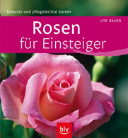 Rosen Für Einsteiger - Natuur