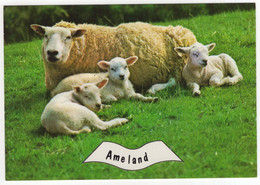 Ameland - (Wadden, Nederland) - Nr. L 3354 - Schaap En 3 Lammetjes - Ameland