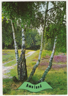 Ameland - (Wadden, Nederland) - Nr. V 345 - Berkenboom, Natuur - Ameland