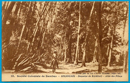 CPA Comores ANJOUAN - Domaine De Bambao - Allée Des Filaos ° Société Coloniale De Bambao - Comoros