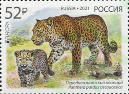 Russia.2021.Europa CEPT.Endangered National Wildlife.Persian Leopard.1 V.** . - Big Cats (cats Of Prey)