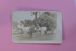 AGRICULTURE - Carte Photo - Attelage De Boeufs - Attelages