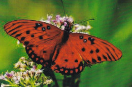 A15263 -  RED  BUTTERFLY  POSTCRAD UNUNSED - Papillons