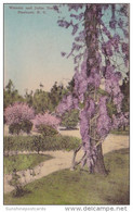 Wisteria And Judas Tree Pinehurst North Carolina Handcolored Albertype - Durham