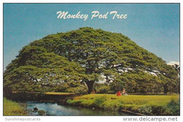 Hawaii  Honolulu Hawauuan Monkey Pud Tree - Honolulu