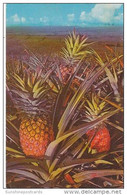 Hawaii  Honolulu Pineapple 1970 - Honolulu