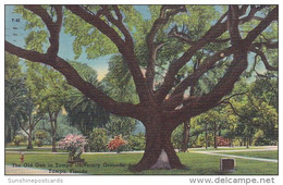 Florida Tampa The Old Oak In Tampa University Grounds 1958 - Tampa