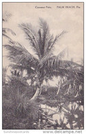 Cocoanut Palm Beach Florida Albertype - Palm Beach