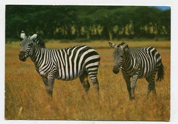 AK 027862 ANIMAL /  ZEBRA - Zebras