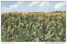 A Field Of Fine Tobacco In Bloom - Tabak