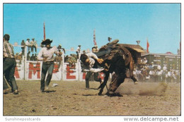 Canada Bucking Horse Contest Calgary Stampede Calgary Alberta - Calgary