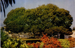 (1 F 16) USA - (posted 1953) Santa Barbara - Moreton Bay Fig Tree - Santa Barbara