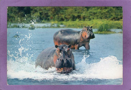 FAUNE AFRICAINE  Hippopotames  AFRICAN FAUNA  Hippopotmus - Flusspferde