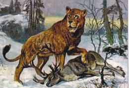 A15359 -PREHISTORY  POSTCARD UNUSED - Vor- Und Frühgeschichte