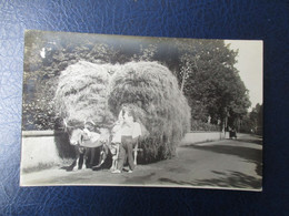 CPA PHOTO 64 ATTELAGE BEARNAIS BOEUFS CHARRETTE FOIN - Bearn