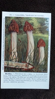 CPA CHAMPIGNON MORILLON COMESTIBLE  VENDU SUR LES MARCHES REPRO PLANCHE P DUMEE 10 - Mushrooms