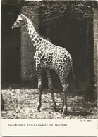 AB146 Napoli - Giardino Zoologico Zoo - Giraffa Giraffe Giraffes / Non Viaggiata - Napoli (Naples)