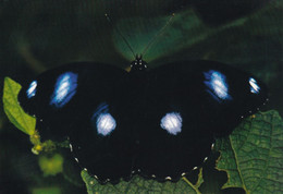 A15468 - BLACK   BUTTERFLY  POSTCARD UNUSED - Papillons