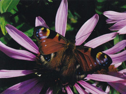 A15476 -  BUTTERFLY  POSTCARD UNUSED - Papillons