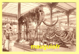 Delcampe - BELGIQUE / BRUXELLES / MUSÉE ROYAL D'HISTOIRE NATURELLE / VUE DU PALIER QUATERNAIRE : SQUELETTE DE MAMMOUTH - Museen
