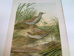 Ortygometra Pusilla (Pall.) - Zwergsumpfhuhn: Altes Weibchen. Junger Vogel. 5/6 Natürl. Größe - Chromolithogra - Animals