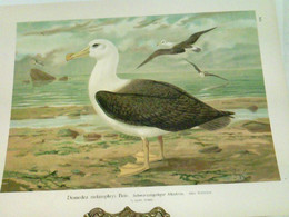 Diomedea Melanophrys Boie. - Schwarzzügeliger Albatros: Altes Weibchen. 1/3 Natürl. Größe - Chromolithographie - Animaux