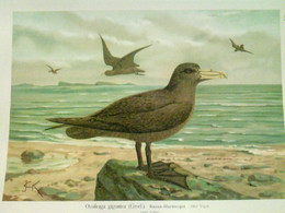 Ossifraga Gigantea (Gmel.) - Riesen-Sturmvogel: Alter Vogel. 1/3 Natürl. Größe - Chromolithographie (XII - 2). - Animaux