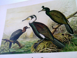 Phalacrocorax Carbo (L.) Kormoranscharbe - Männchen Im Prachtkleide. Phalacrocorax Graculus (L.) - Krähenschar - Animals