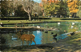 CPSM Granby-Québec-Parc Zoologique-Cerf Européen     L1155 - Granby